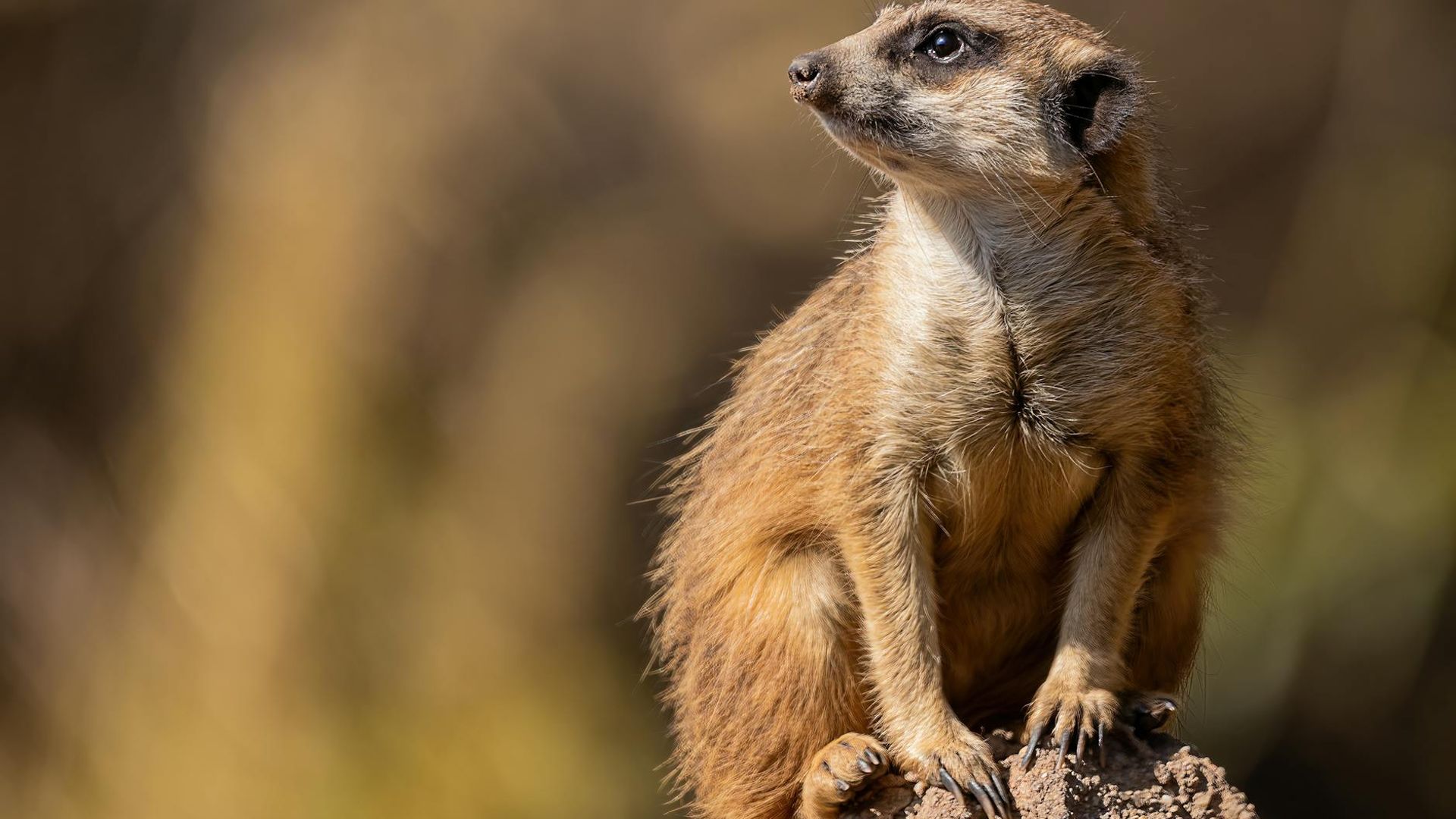 Person looking calmly into the distance in a neon environment